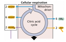 721_kreb cycle.png